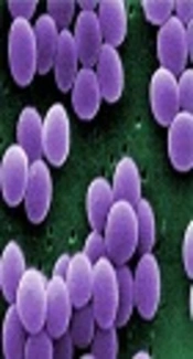 Study of Distribution of Biofilm Producing Genes in <i>Staphylococcus aureus</i> Isolated from Local Cheese Samples in Maragheh City